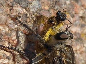 Asilidae dalla Gallura